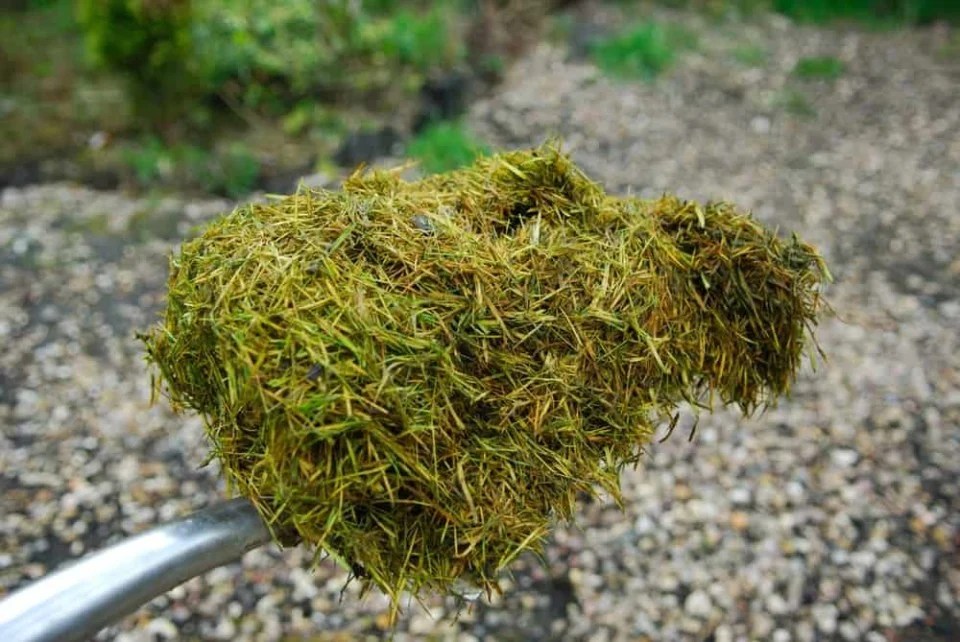 15 Brilliant and Unusual Ways To Use Grass Clippings