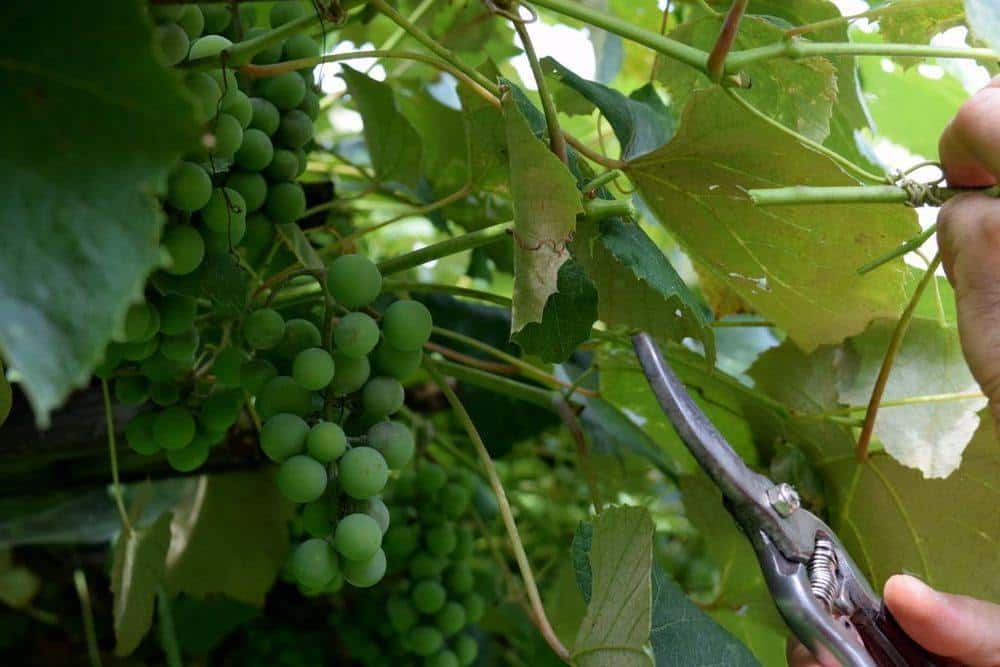 How To Summer Prune Grape Vines For A Bountiful Harvest (With Photos!)