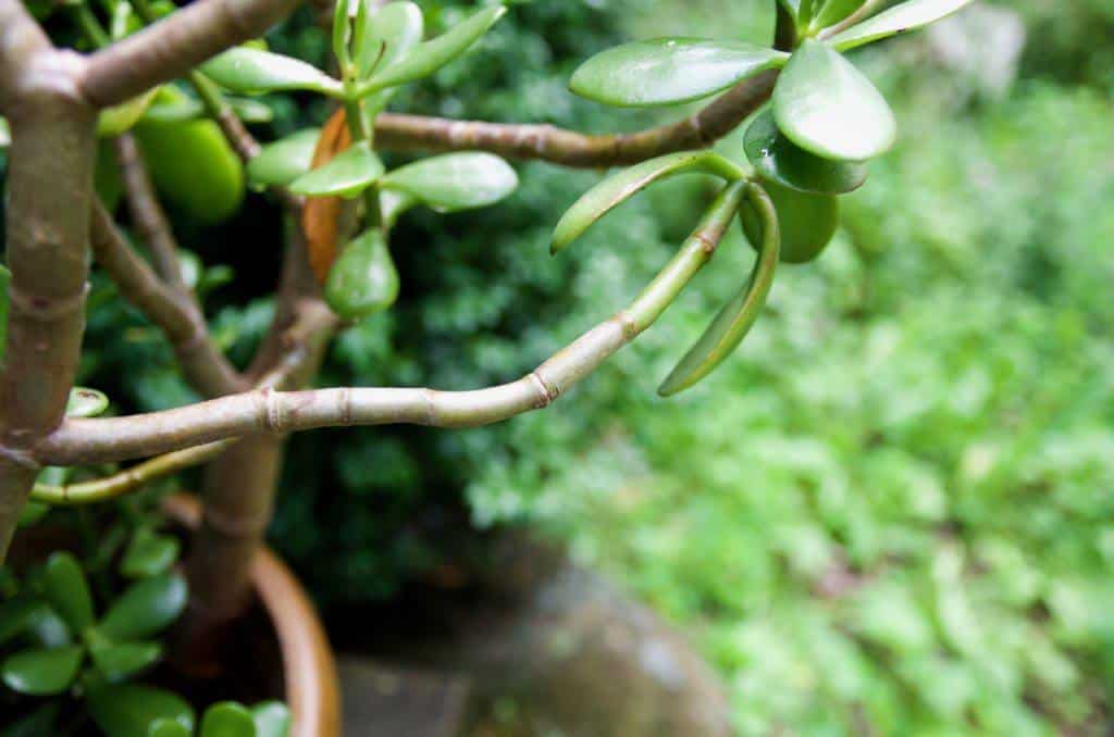 How To Prune A Jade To Get A Big Bushy Plant (With Photos!)