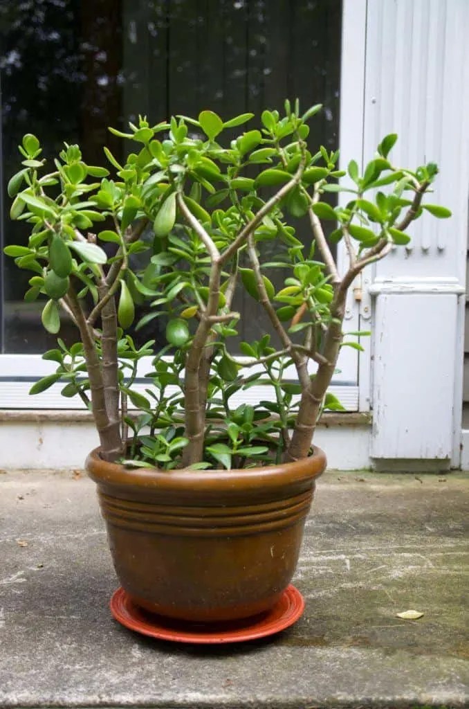 How To Prune A Jade To Get A Big Bushy Plant (With Photos!)