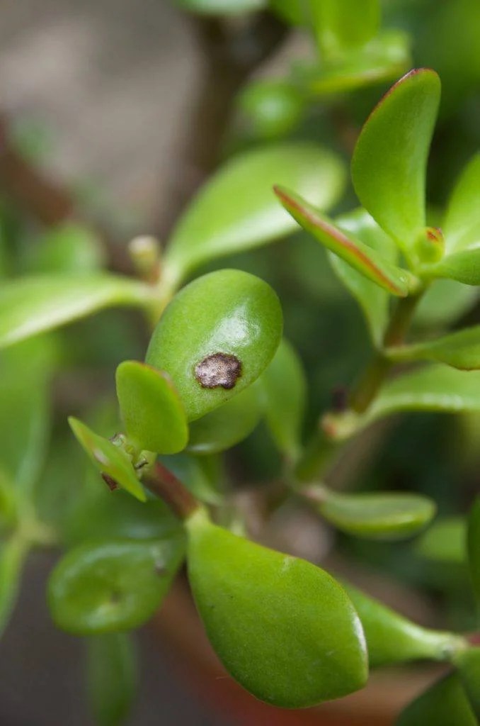 How To Prune A Jade To Get A Big Bushy Plant (With Photos!)