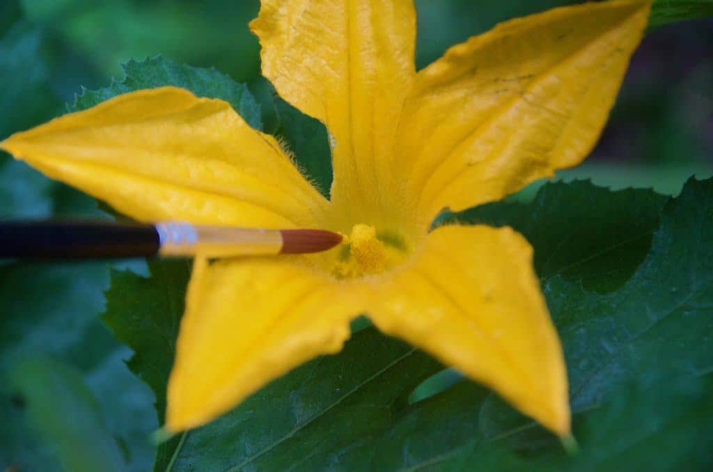 How to Hand Pollinate Squash in 30 Seconds (With Photos!)