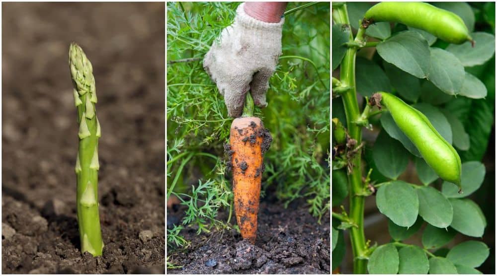 Top 18 Fall Garden What To Plant