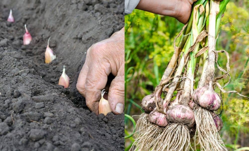 How To Plant Garlic In The Fall