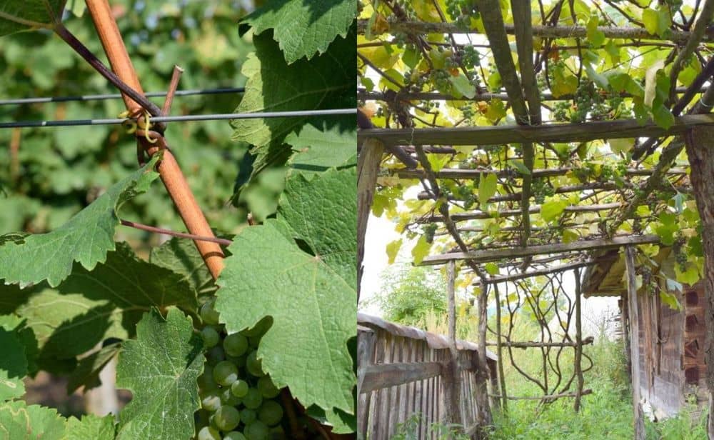How To Grow Grape Vines On A Trellis