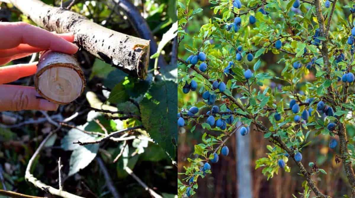 While you will be able to view the content of this page in your current. How To Prune A Plum Tree For Better Harvests