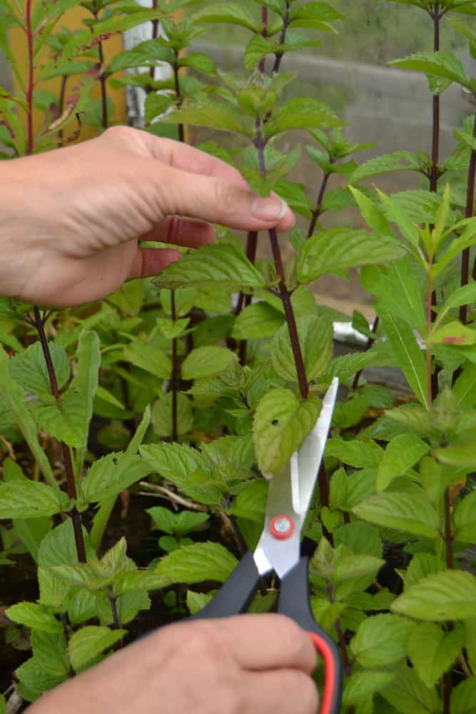 How to Grow Mint Plants Indoors