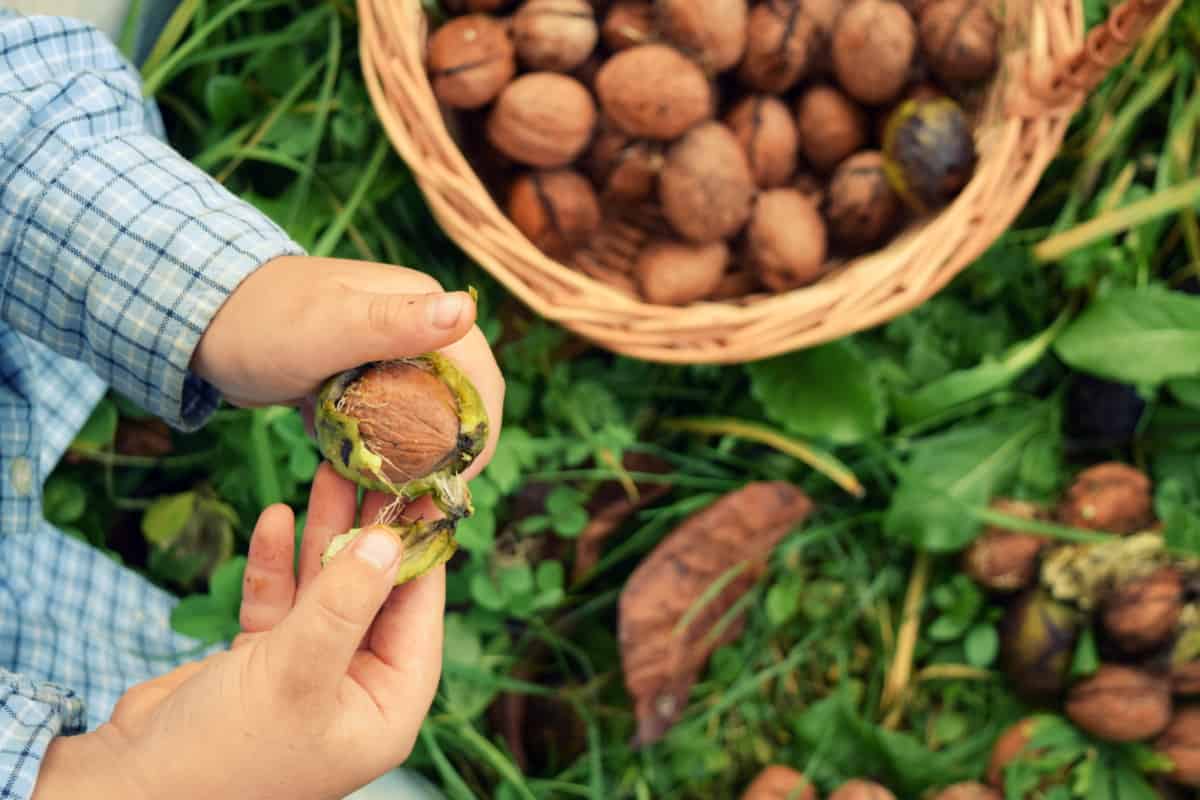 Harvesting Walnuts Collecting, Drying and Storing