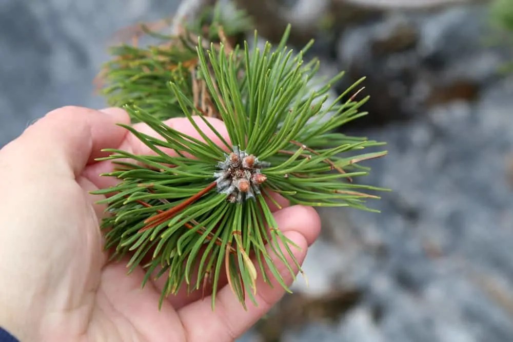 22 Impressive Pine Needle Uses You'd Never Have Thought Of
