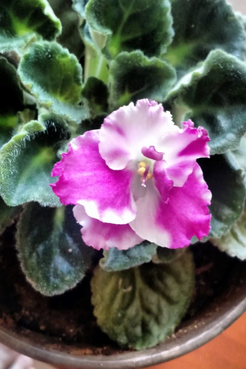 African Violets How To Care, Get More Blooms & Propagate