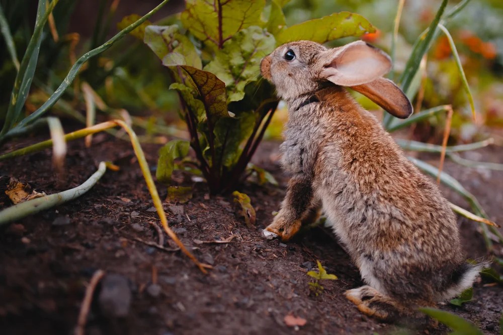 6 Ways to Prevent Rabbits from Gobbling Up Your Garden