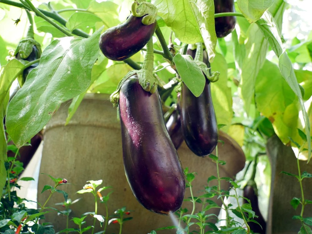 How To Grow Eggplant And Tricks To Get More Fruit