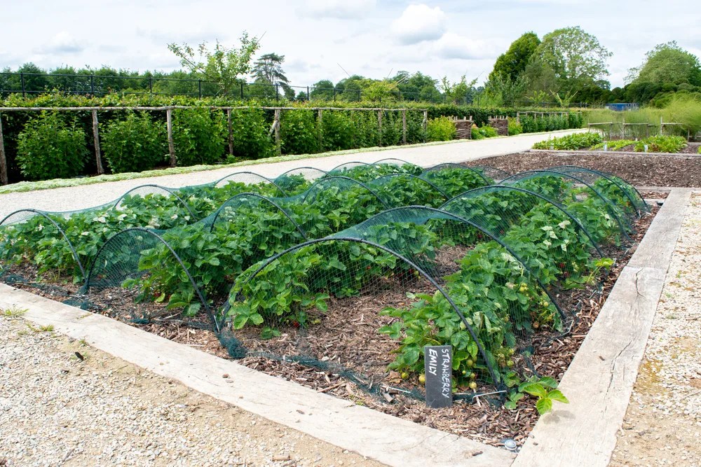 15 Innovative Strawberry Planting Ideas For Big Harvests In Tiny Spaces