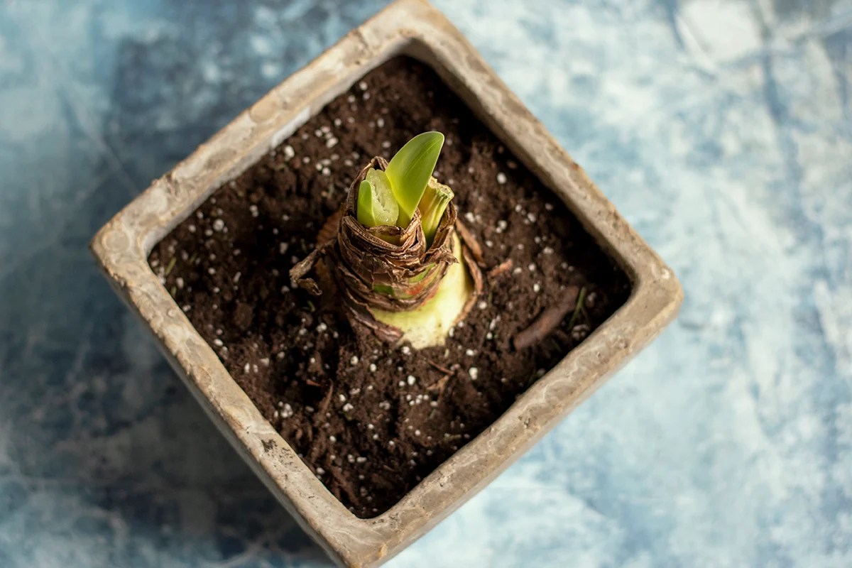 How to Save Your Amaryllis Bulb To Bloom Again Next Year