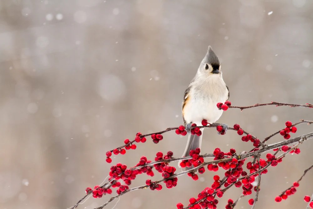 15 Colorful Trees & Shrubs to Attract Stunning Birds To Your Backyard
