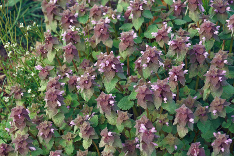 Purple Dead Nettle 12 Reasons To Pick This Early Spring Edible