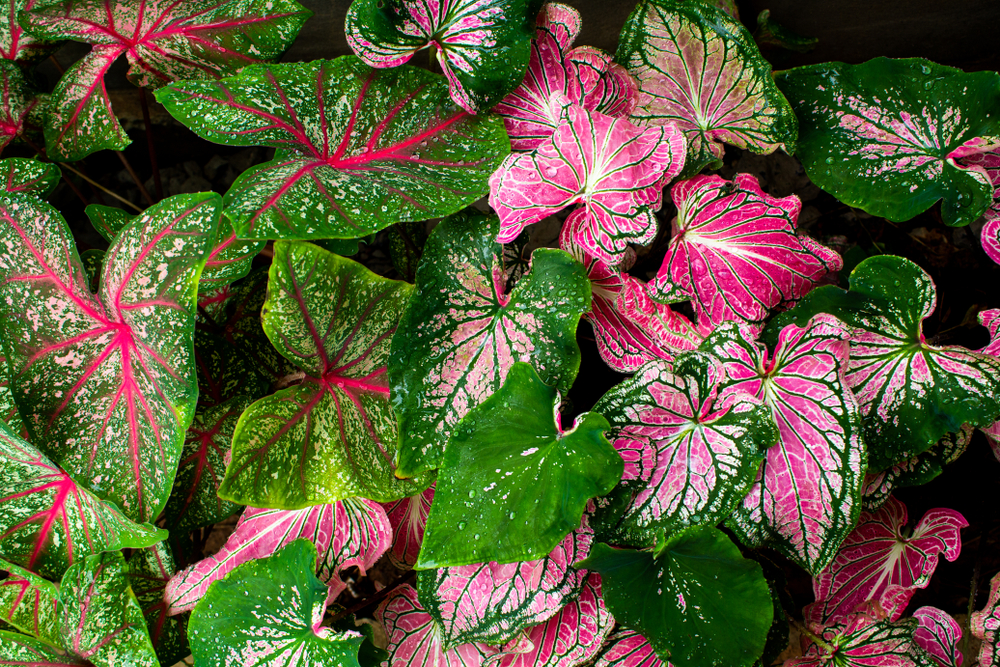 18+ tropical plants PauleenPinar