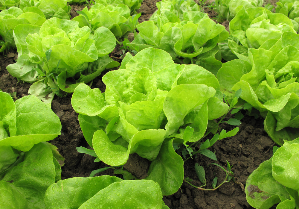 15 Plants That Thrive In Poor Soil
