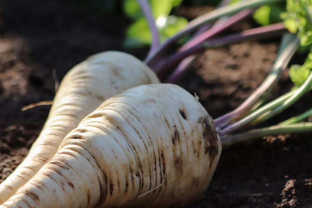 9 Great Carrot Companion Plants & 3 Plants To Keep Clear