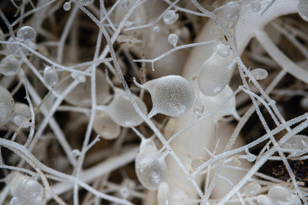 5 Best Carnivorous Plants To Grow Indoors & How To Care For Them