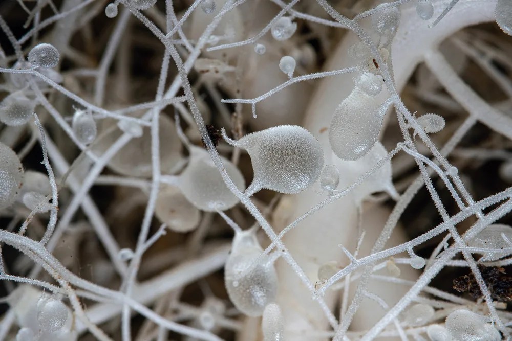 5 Best Carnivorous Plants To Grow Indoors & How To Care For Them