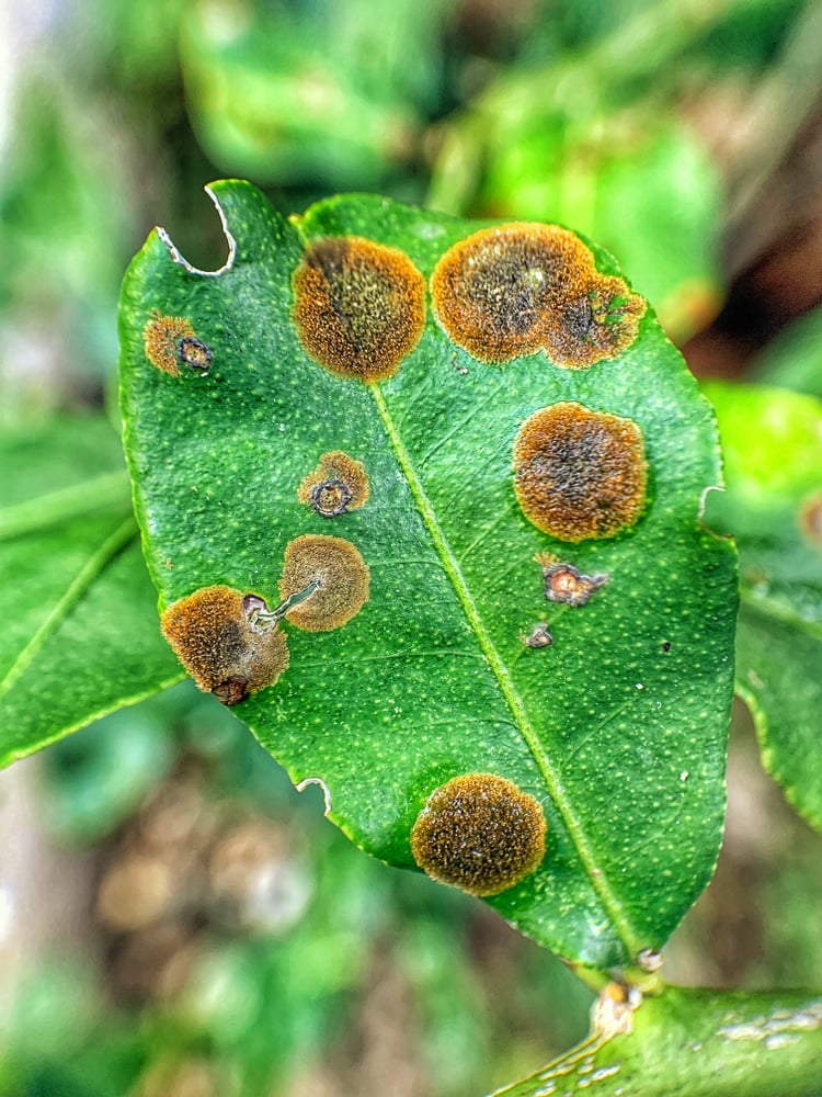 7 Common Lemon Tree Problems & How To Fix Them (2023)