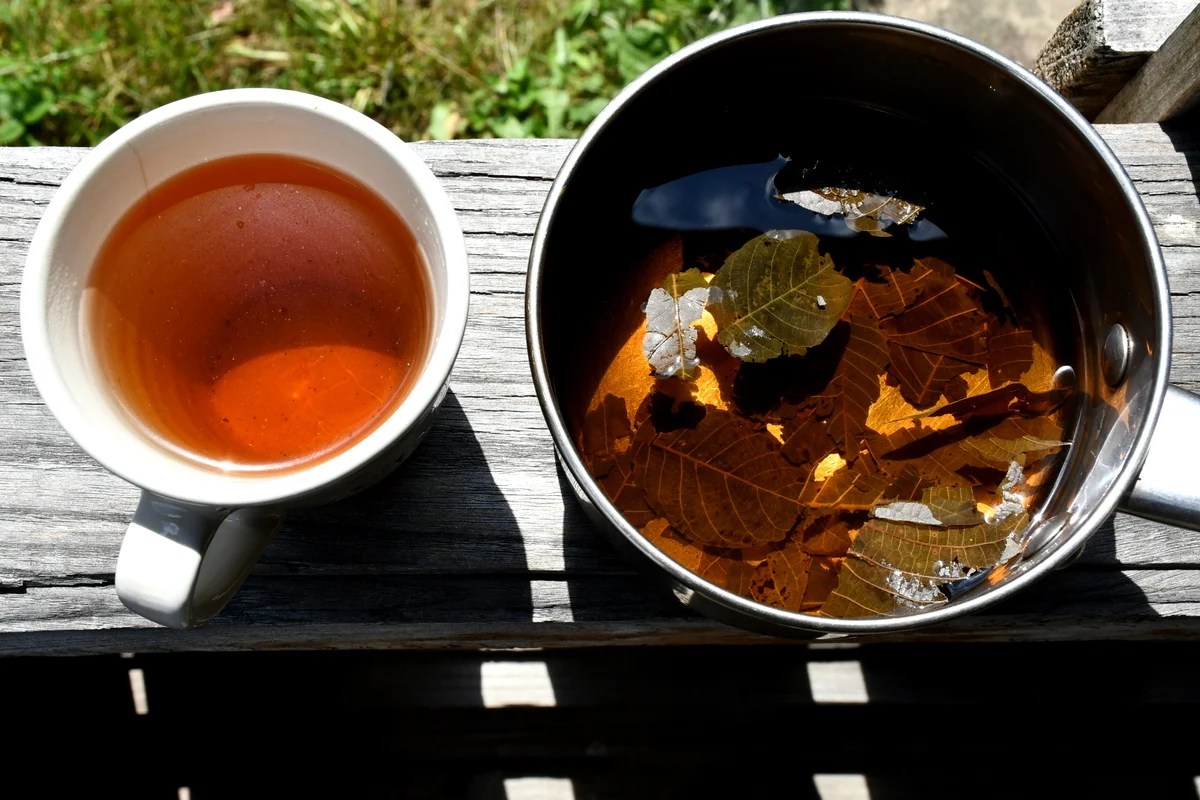 6 Brilliant Uses for Walnut Leaves You Never Knew