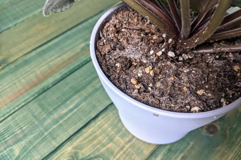 Why Is There White Mold On My Houseplant Soil & How Do I Fix It? DIY HOME