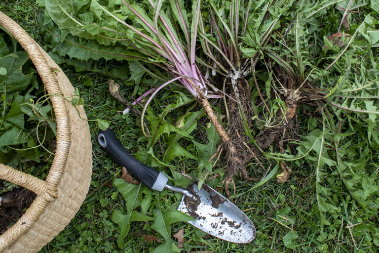 Harvesting Dandelion Roots + 3 Brilliant Uses