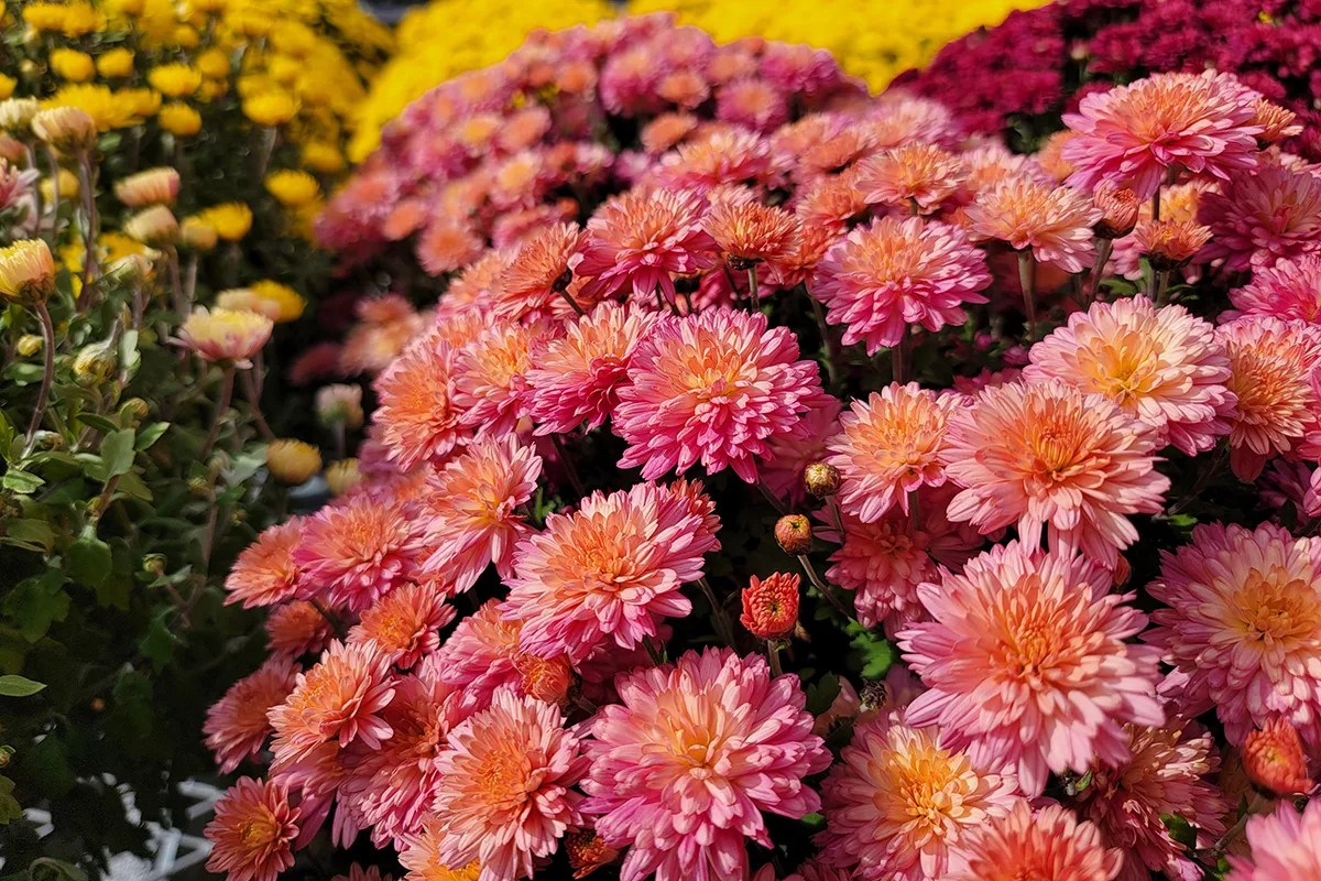 3 Tips to Extend Chrysanthemum Blooms & How to Winter Them Over