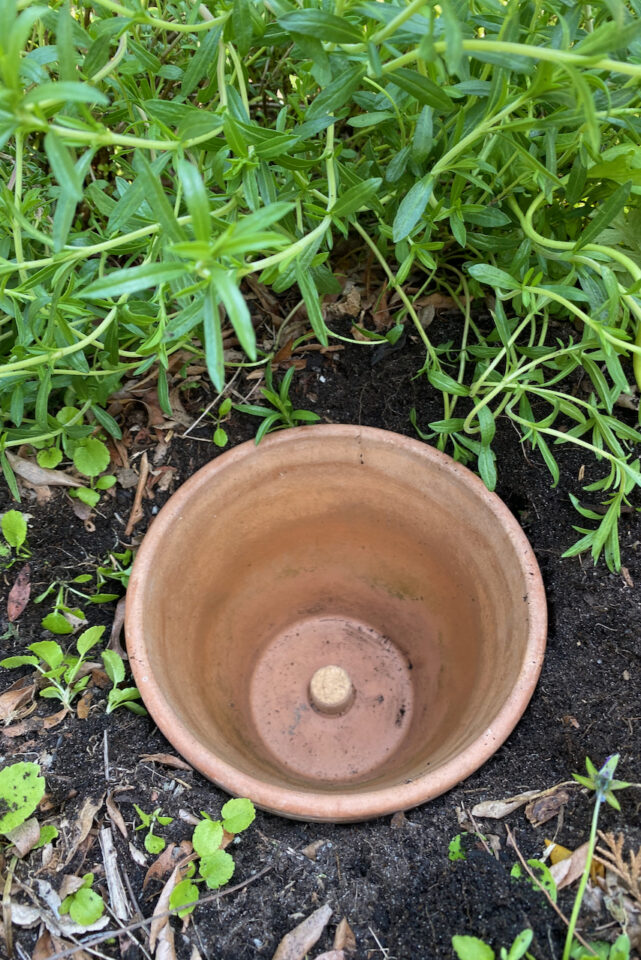 How to Make an Olla for Effortless Garden Irrigation