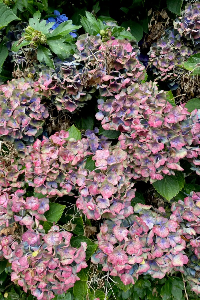 8 Reasons Why You Shouldn't Deadhead Your Plants