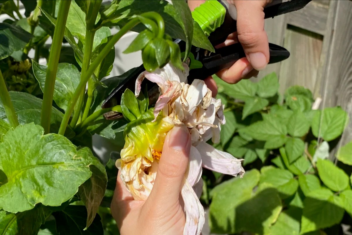 8 Reasons Why You Shouldn't Deadhead Your Plants