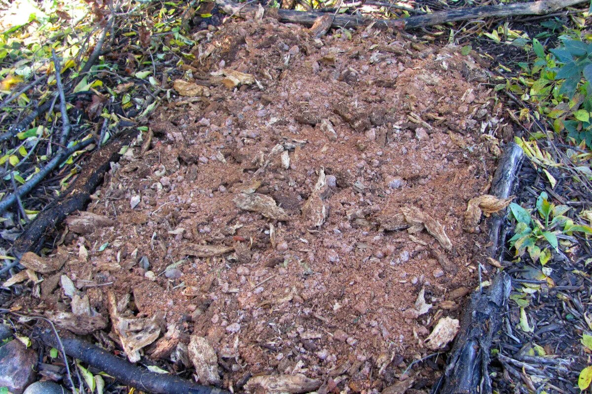 How to Plant a Wine Cap Mushroom Bed