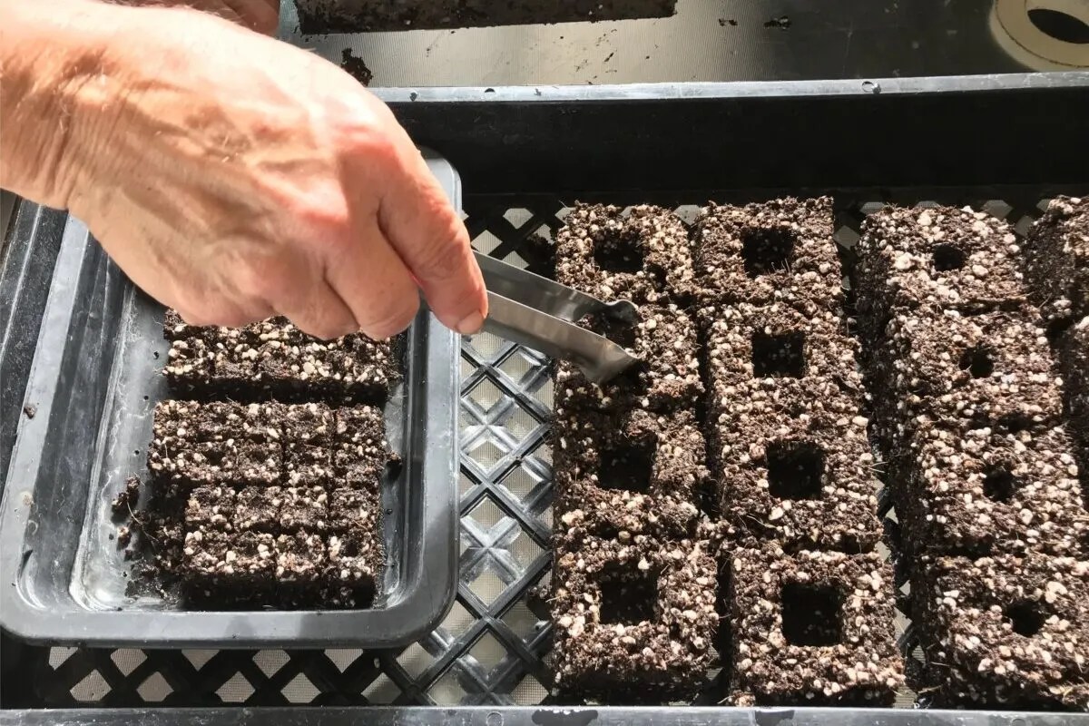 How To Start Seedlings In Soil Blocks (& Why It's The Best Way To Start