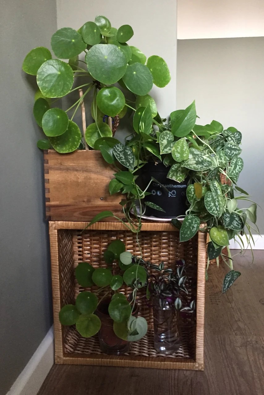 8 Houseplants I Grow in NorthFacing Windows (+ 5 Tips for Plants in