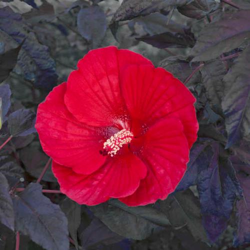 Hibiscus 'Midnight Marvel' Hibiscus from Rush Creek Growers
