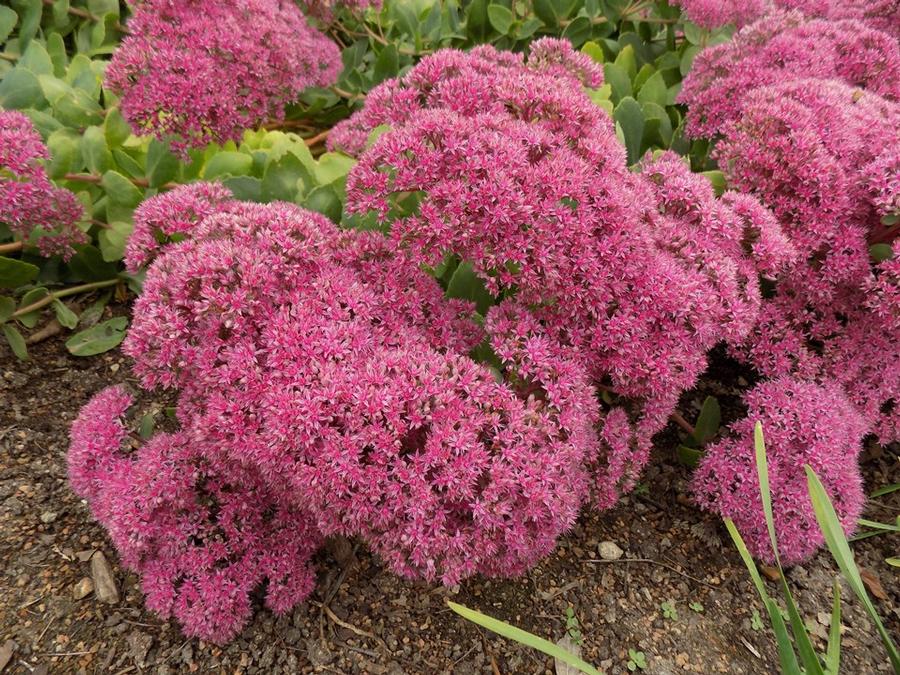 Sedum 'Pillow Talk' Stonecrop from Rush Creek Growers