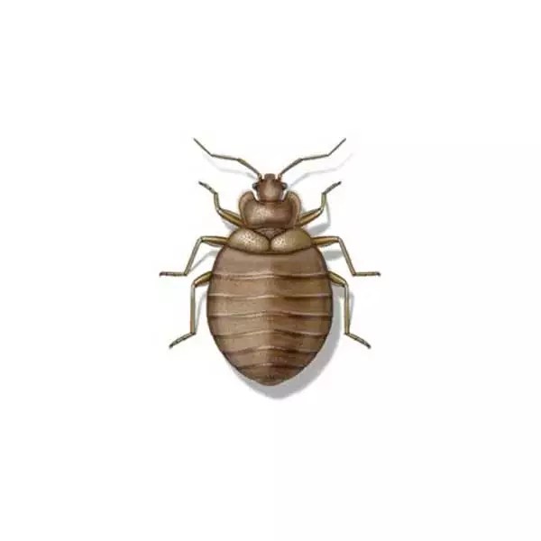 Bed Bug Identification, Habits & Behavior Russell's Pest Control