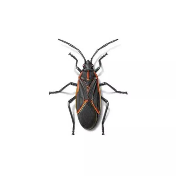 Boxelder Bug Identification, Habits & Behavior Russell's Pest Control