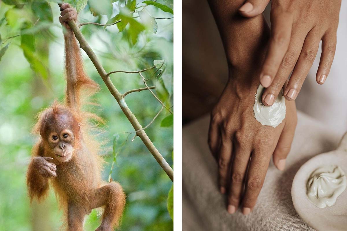 Palm oil in skincare what you need to know