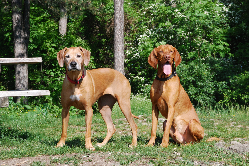 What are some Dogs Similar to a Rhodesian Ridgeback?