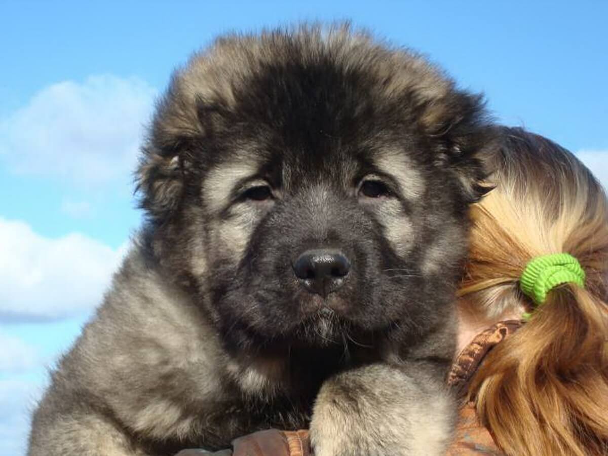 Caucasian Shepherd For Sale Or Adoption (March 2022)