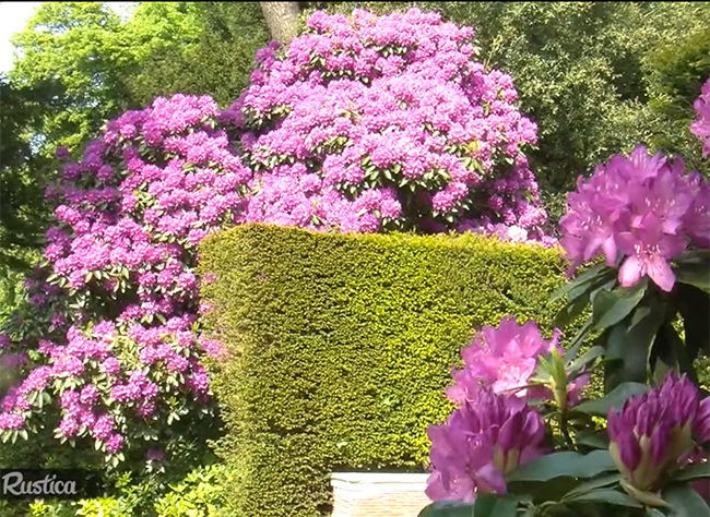 Que planter à l'ombre dans un sol sableux