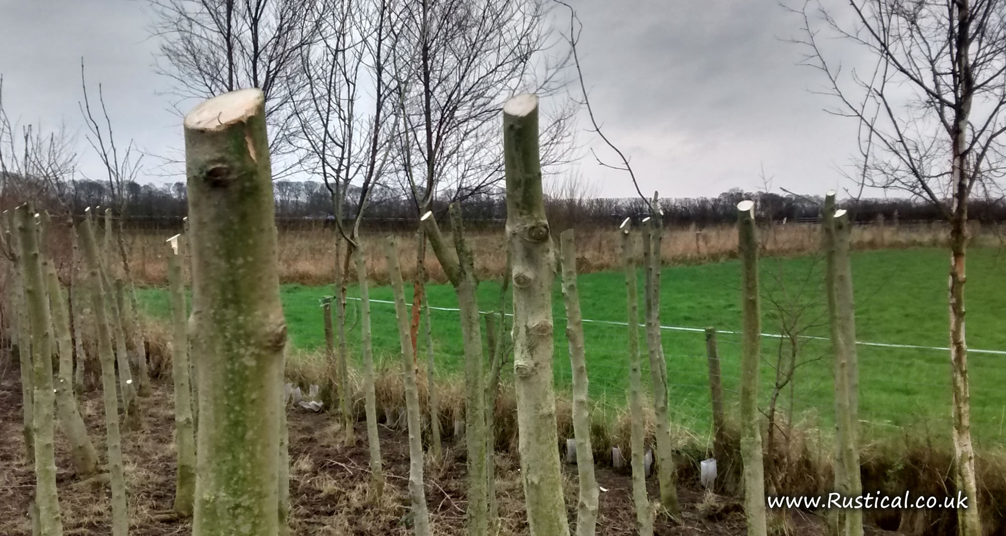 growing firewood Rustical