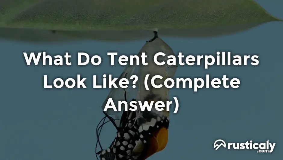 What Do Tent Caterpillars Look Like? (Detailed Guide)