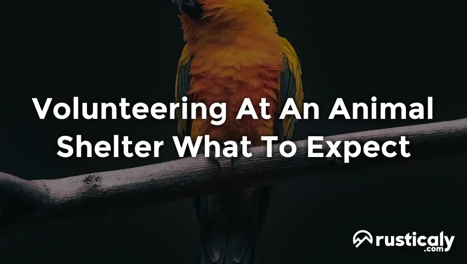 Volunteering At An Animal Shelter What To Expect