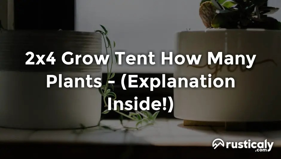 2x4 Grow Tent How Many Plants (Finally Explained!)