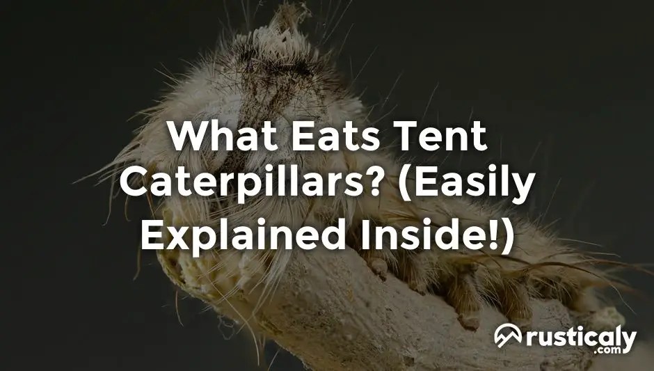 What Eats Tent Caterpillars? The Ultimate Explanation