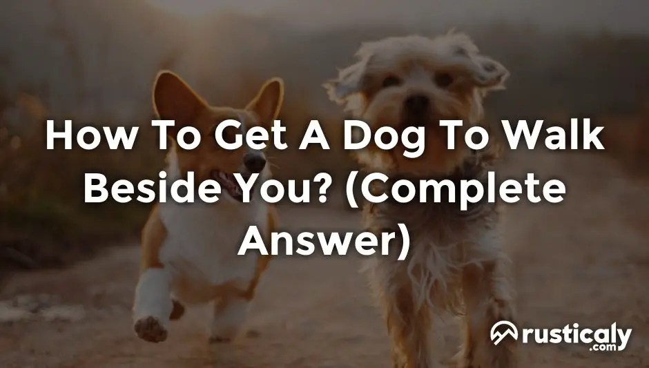 How To Get A Dog To Walk Beside You? Answer)